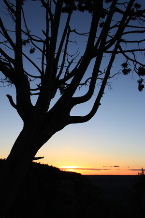 tree silhouette at the sunsetの写真素材