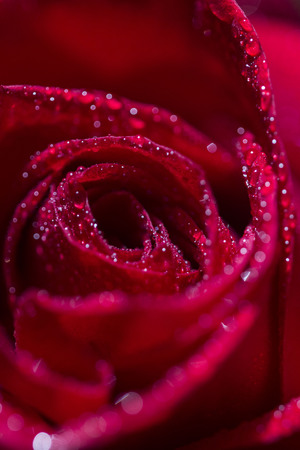 Closeup of a red rose with drops on the petalsの写真素材