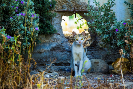 Beautiful stray cat walking outdoorsの写真素材