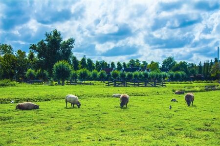 Sheep grazing on green fieldの写真素材