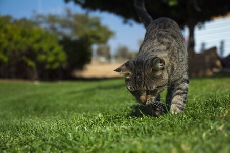 cute cat lying on green grass in parkの写真素材