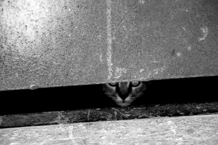 Cat peeking out of the hole in the wall. Black and white photo.の写真素材