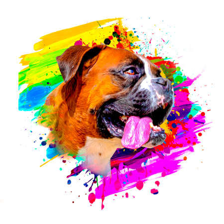 boxer dog head with creative colorful abstract elements on backgroundの写真素材