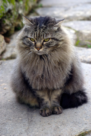 cat in the gardenの写真素材