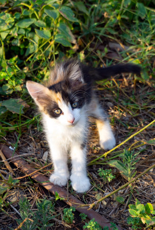 Cute little kitten playing in the garden. Selective focus.の写真素材