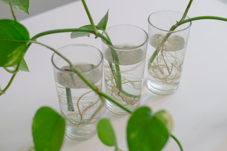 Close up of indoor plants in glass vase on white background.の写真素材