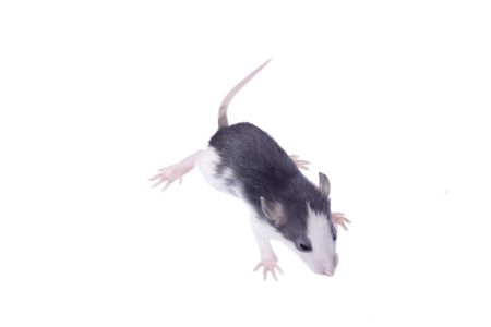 rat isolated on whiteの写真素材
