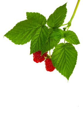 Raspberry fruit with stem and leavesの写真素材