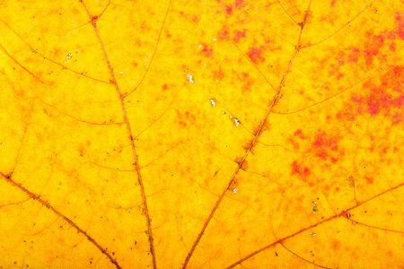 Maple autumn leaf texture, can be use as backgroundの写真素材