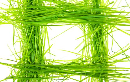 Isolated green grass on white backgroundの写真素材