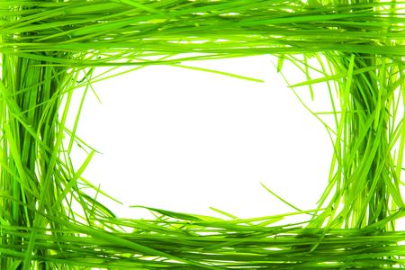 Isolated green grass on white backgroundの写真素材