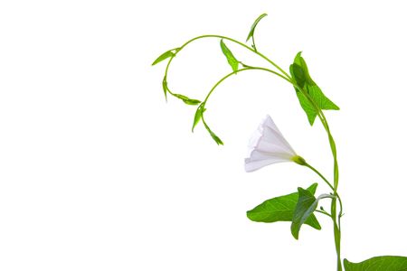 Plant with the white flower and green leaves isolated on white backgroundの写真素材