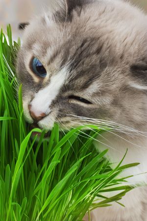 Photo of cat chewing a grassの写真素材