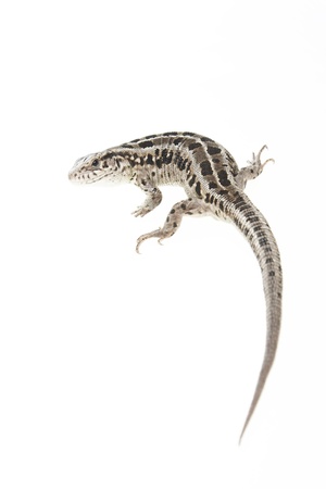 Brown lizard isolated on white backgroundの写真素材