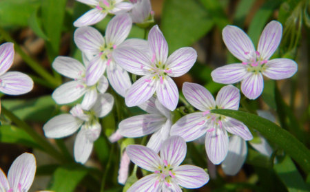 Blooming beauty