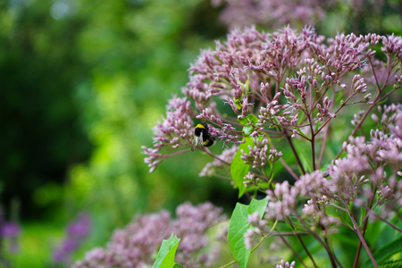 Field lilac flowers at sunset in the city Park.