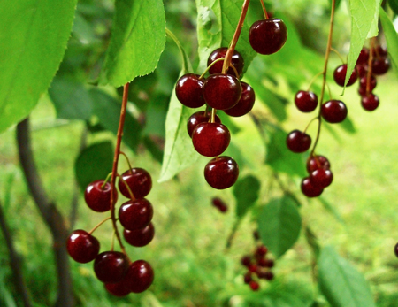 Bird cherry on a branch.