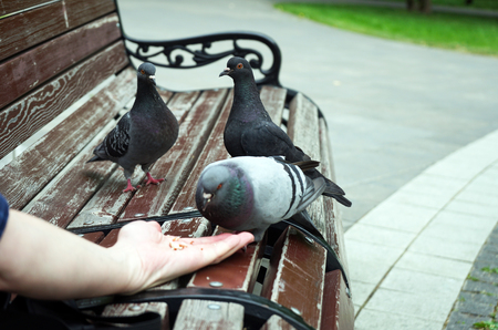Feeding pigeons from hand in a city Park.の写真素材