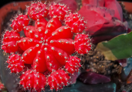 Tropical cactus in the city botanical garden.の写真素材