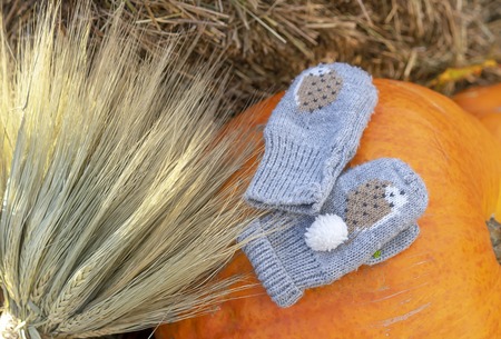 Autumn composition with baby mittens on a pumpkin.の写真素材