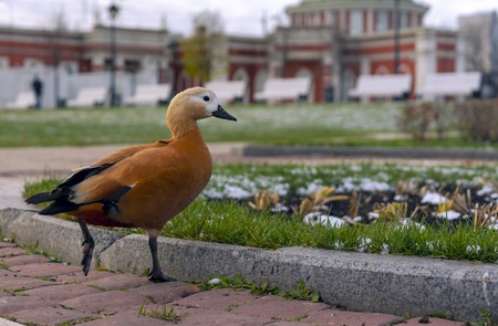A brown duck walks in a city park.の写真素材