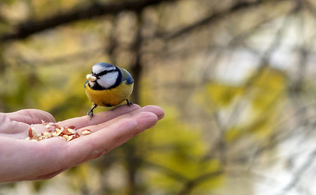 The beautiful titmouse eats a forage from hands of the person.の写真素材
