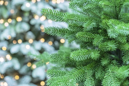 Green Christmas tree on a white background with bokeh.の写真素材
