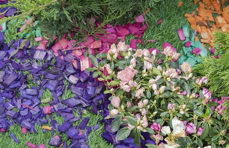 Colored wood chips in the landscape design of the garden. Colored wood chips in the design of a...