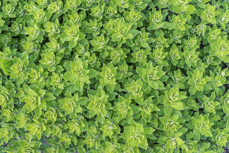 Background from plants with green leaves. Flowers and plants for landscaping a garden.