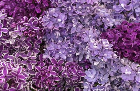 Blooming lilac. Background of flowers of lilac. Lilac different varieties and colors.