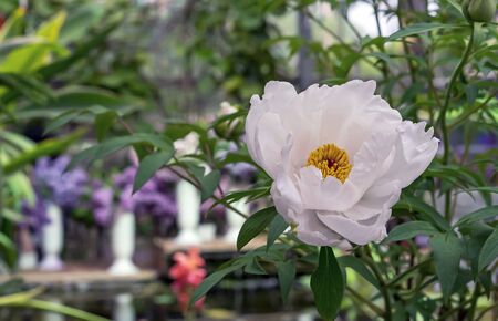 Blooming white peonie. White peonie in the city garden.の写真素材