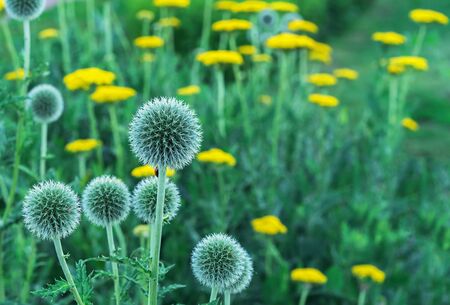 Echinops or thistle. Round and spiky flowers of Echinops sphaerocephalus (names: glandular globe-thistle, great globe-thistle or pale globe-thistle).の写真素材