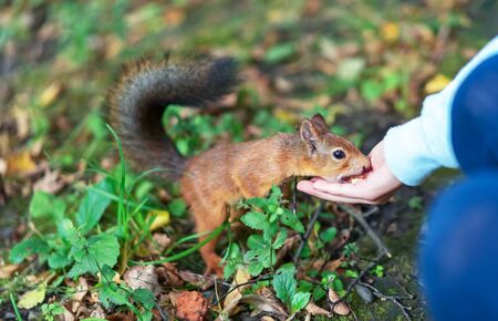Squirrel eating nuts from human hand. Squirrel and human.の写真素材