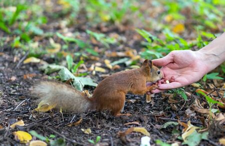 Squirrel eating nuts from human hand. Squirrel and human.の写真素材