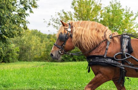 Brown horse with blond mane on a background of nature.の写真素材