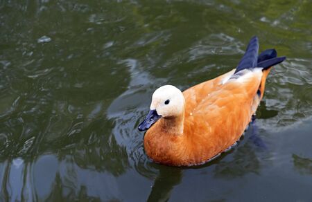 Brown duck swims in a pond. Waterfowl.の写真素材