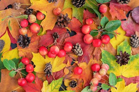Autumn. Autumn composition with leaves, paradise apples and pine cones.の写真素材