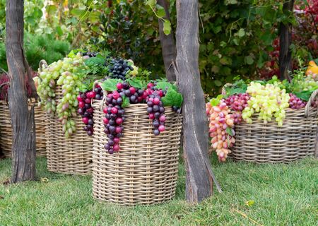 Grapes in the braided basket on green grass. Harvesting grapes.の写真素材