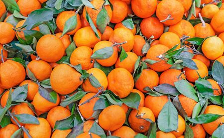 Ripe tangerines with green leaves. Background of tangerines.