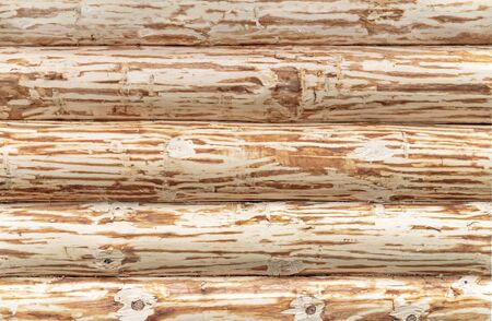 Wall of the rural house from a natural log cabin.