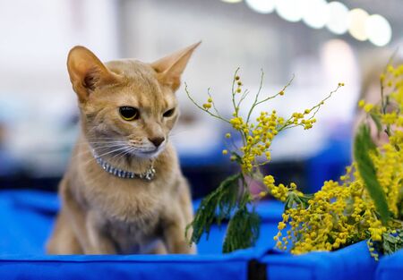 Abyssinian cat and yellow sprigs of mimosa.の写真素材