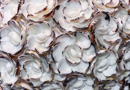 Flowers from sea shells of different shapes and sizes.の写真素材