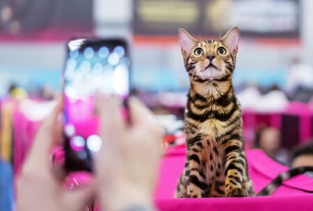 Bengal kitten posing for a girl with a cell phone. Tabby bengal kitten with green eyes.
