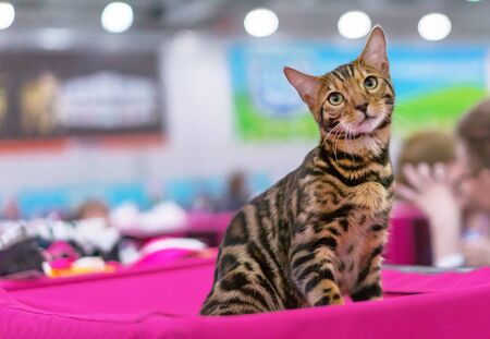 Tabby bengal kitten with green eyes. Portrait of a shorthair bengal cat.の写真素材