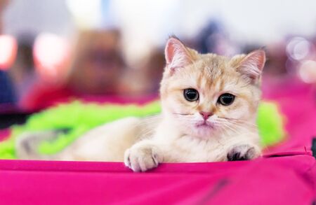 Little Scottish Straight kitten of a brown color.の写真素材