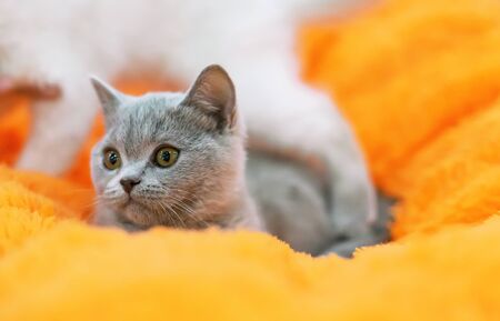Little gray british kitten on an orange background.の写真素材