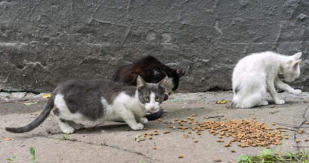 Group of homeless teenage kittens eat dry food in the street.