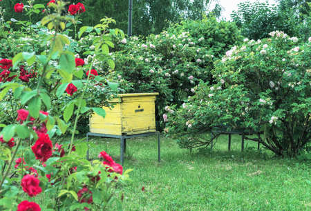 Wooden bee hive in a blooming summer garden.