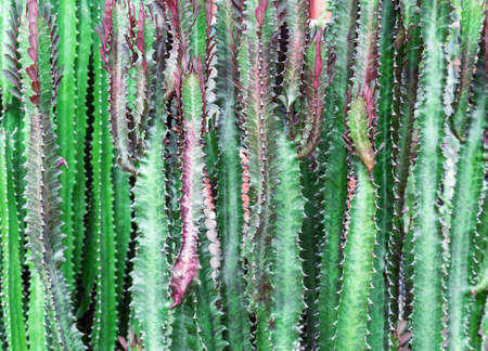 African milk tree or euphorbia trigona, weed succulent plant.