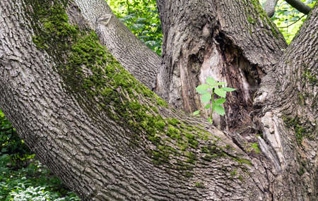 Young green twig on a mighty tree trunk.